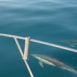 algarve-dolphins-boat-trips-albufeira-1920x880